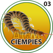 Ciempiés número 03