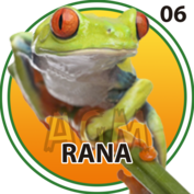 Rana número 06