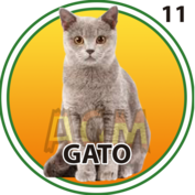 Gato número 11