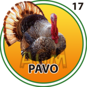Pavo número 17