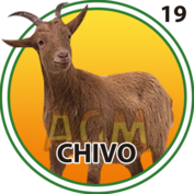 Chivo número 19