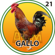 Gallo número 21