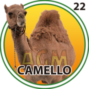 Camello número 22