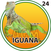 Iguana número 24