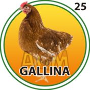 Gallina número 25