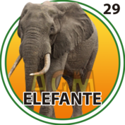 Elefante número 29