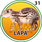 Lapa número 31