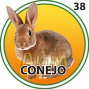 Conejo número 38