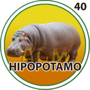 Hipopótamo número 40