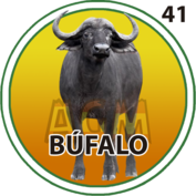 Búfalo número 41