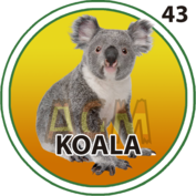 Koala número 43