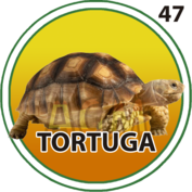 Tortuga número 47