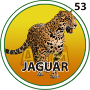Jaguar número 53