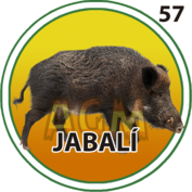 Jabalí número 57