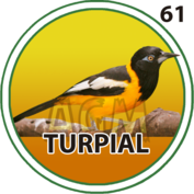 Turpial número 61