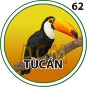 Tucán número 62