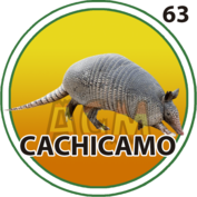 Cachicamo número 63