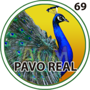 Pavo Real número 69