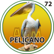 Pelícano número 72