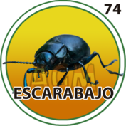 Escarabajo número 74