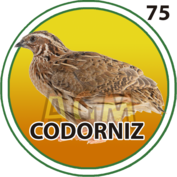 Codorniz número 75